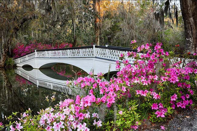 White garden bridge with blooming azaleas at Magnolia Plantation